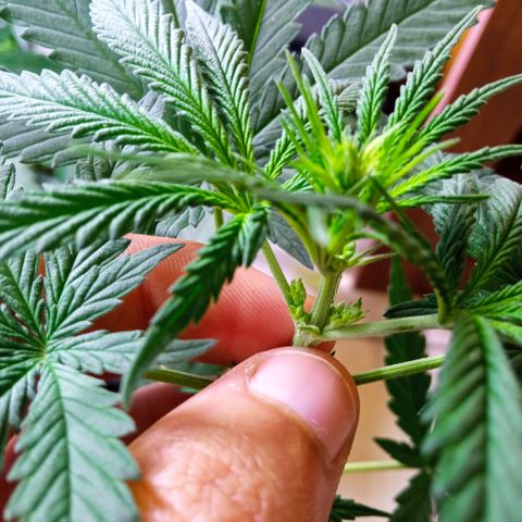 Prensados  growlog photo: Remoção do primeiro macho e amarra na planta principal 