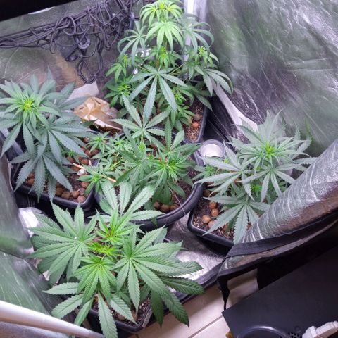 Prensados  growlog photo: Remoção do primeiro macho e amarra na planta principal 