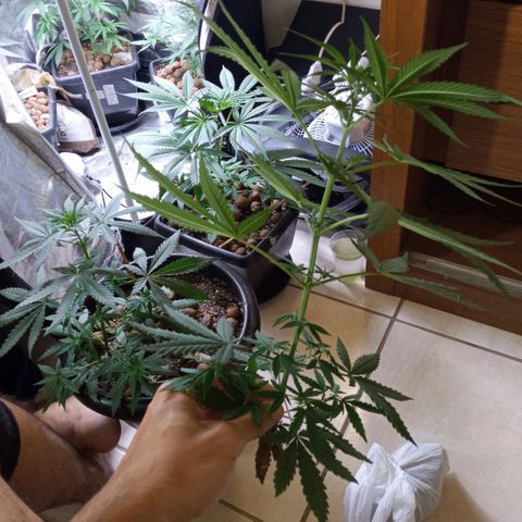 Prensados  growlog photo: Remoção do primeiro macho e amarra na planta principal 