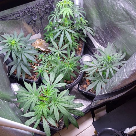 Prensados  growlog photo: Remoção do primeiro macho e amarra na planta principal 
