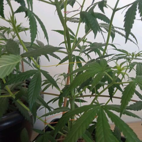 Prensados  growlog photo: Amarras dos galhos inferiores