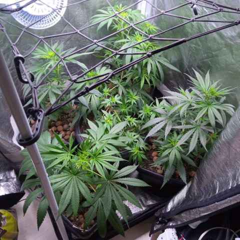Prensados  growlog photo: Amarras dos galhos inferiores