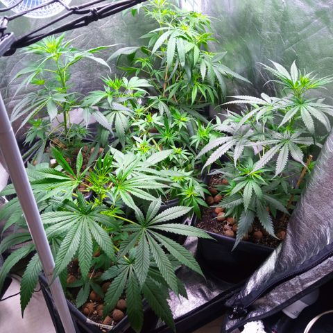 Prensados  growlog photo: Amarras dos galhos inferiores