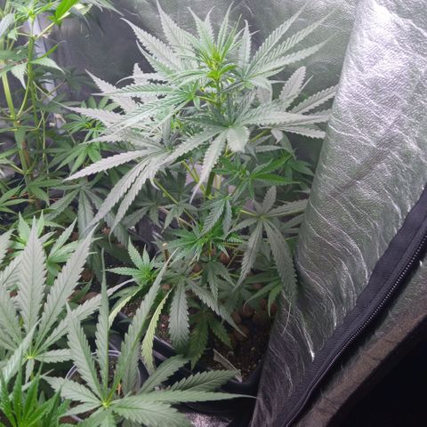 Prensados  growlog photo: Uma planta hermafrodita removida do grow