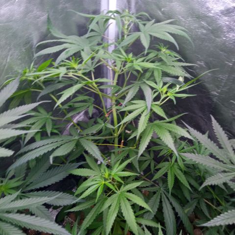 Prensados  growlog photo: Uma planta hermafrodita removida do grow