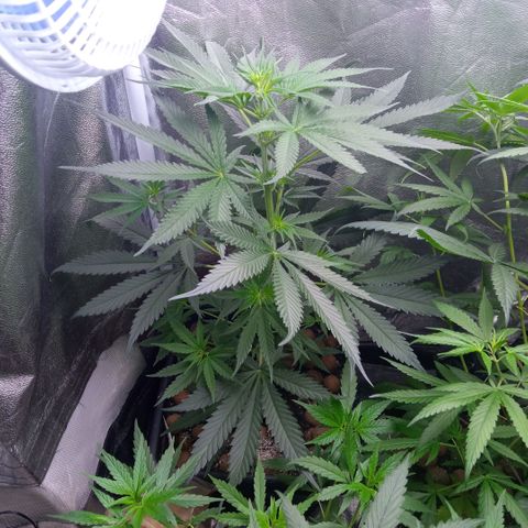 Prensados  growlog photo: Uma planta hermafrodita removida do grow