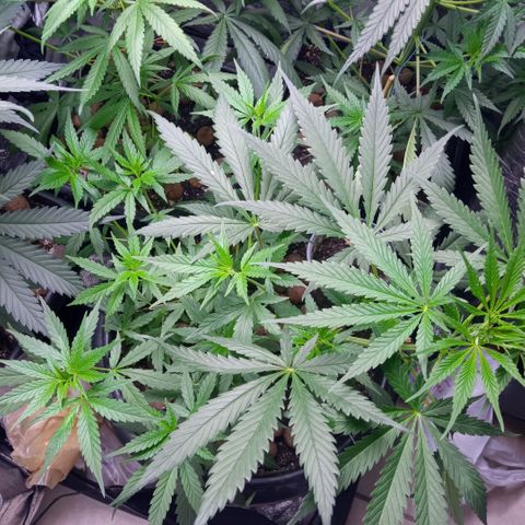 Prensados  growlog photo: Uma planta hermafrodita removida do grow