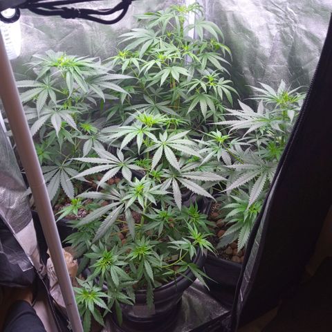 Prensados  growlog photo: Uma planta hermafrodita removida do grow