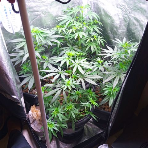 Prensados  growlog photo: Uma planta hermafrodita removida do grow