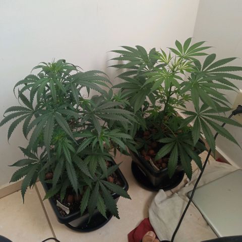Prensados  growlog photo: Plantas de sinais de hermafroditismo 