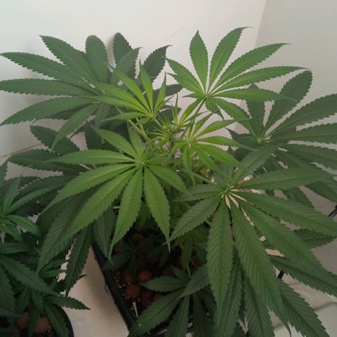 Prensados  growlog photo: Plantas de sinais de hermafroditismo 