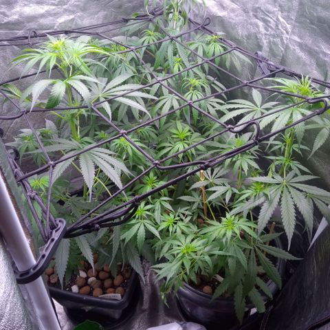 Prensados  growlog timeline photo