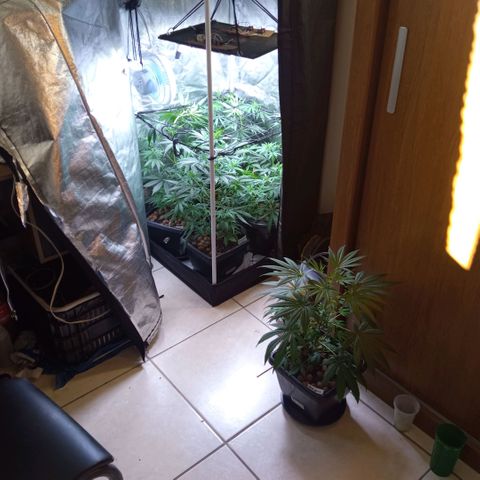 Prensados  growlog timeline photo