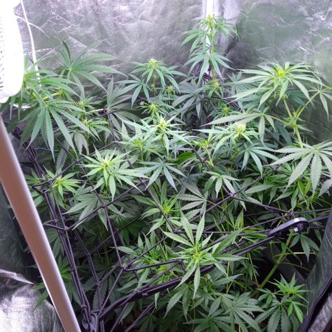 Prensados  growlog timeline photo
