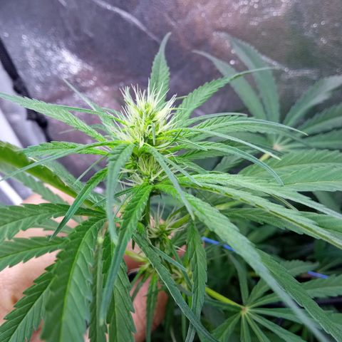 Prensados  growlog timeline photo