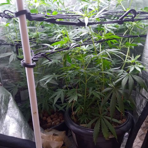 Prensados  growlog timeline photo