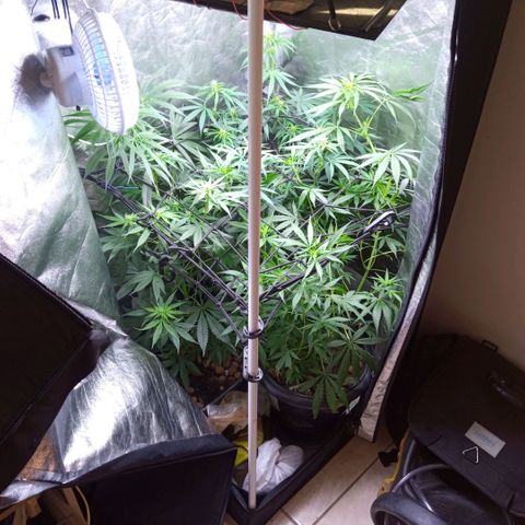 Prensados  growlog timeline photo