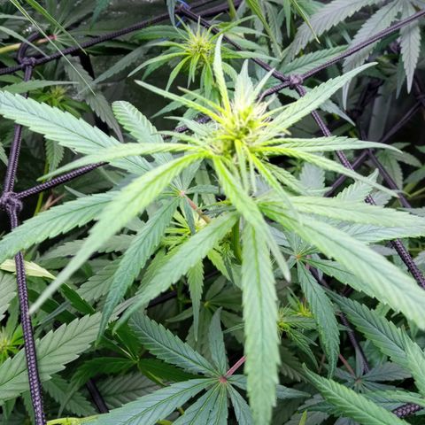 Prensados  growlog timeline photo
