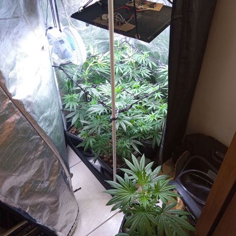 Prensados  growlog timeline photo