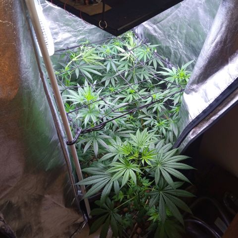 Prensados  growlog timeline photo