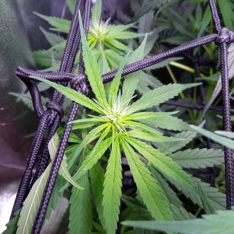 Prensados  growlog timeline photo