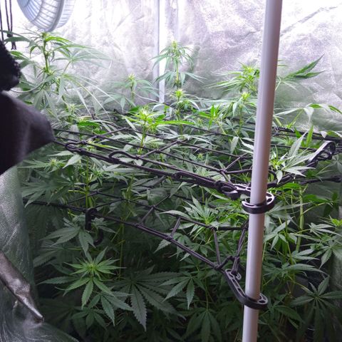 Prensados  growlog timeline photo