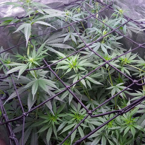 Prensados  growlog timeline photo