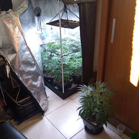 Prensados  growlog timeline photo