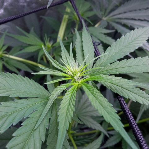 Prensados  growlog timeline photo