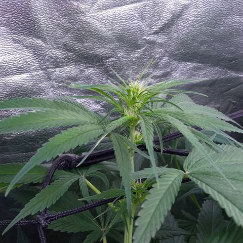 Prensados  growlog timeline photo