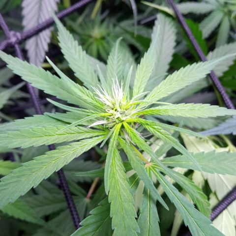 Prensados  growlog timeline photo