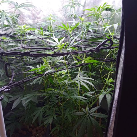 Prensados  growlog timeline photo