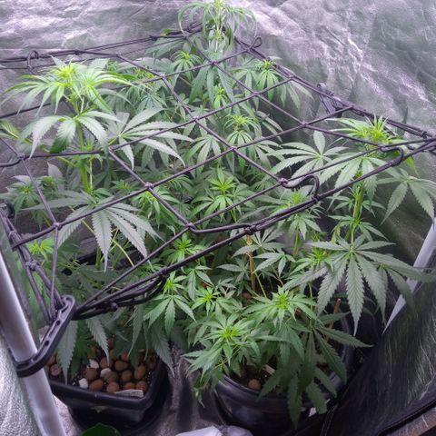 Prensados  growlog timeline photo