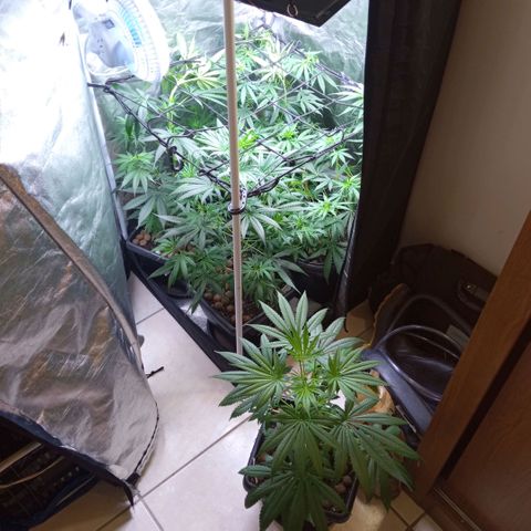 Prensados  growlog timeline photo
