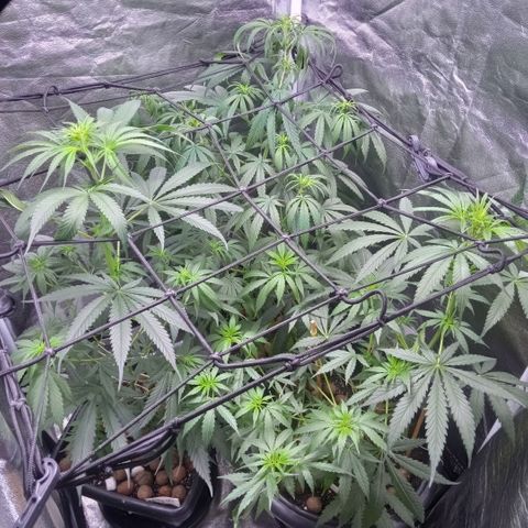 Prensados  growlog timeline photo