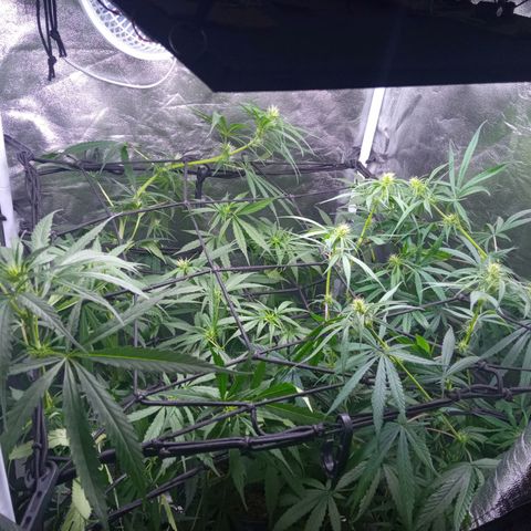Prensados  growlog timeline photo