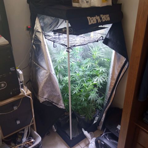 Prensados  growlog timeline photo