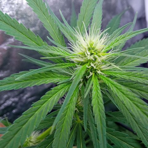 Prensados  growlog timeline photo