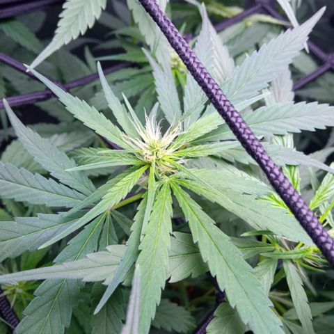 Prensados  growlog timeline photo