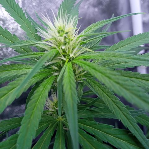 Prensados  growlog timeline photo