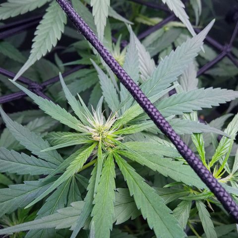 Prensados  growlog timeline photo