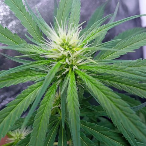 Prensados  growlog timeline photo
