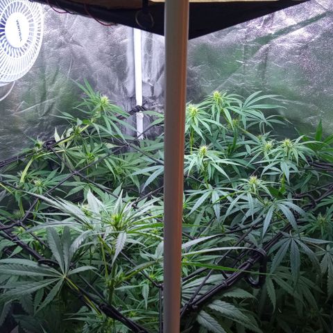 Prensados  growlog timeline photo