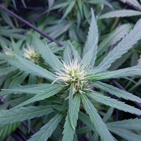 Prensados  growlog timeline photo
