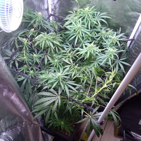 Prensados  growlog timeline photo