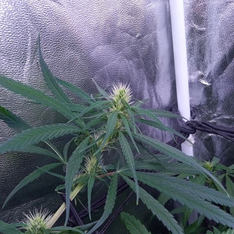 Prensados  growlog timeline photo