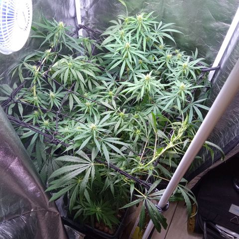 Prensados  growlog timeline photo