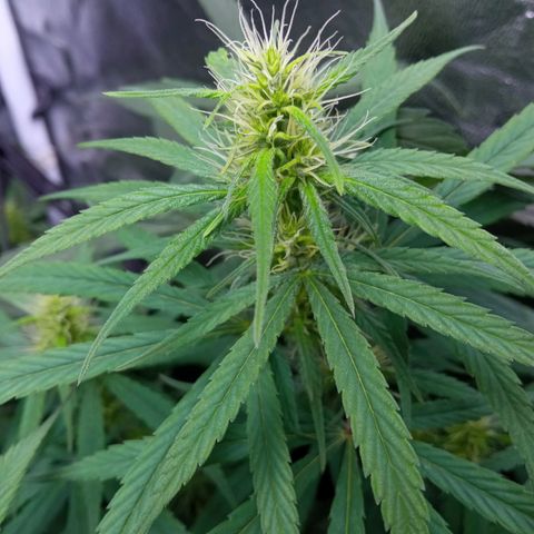 Prensados  growlog timeline photo