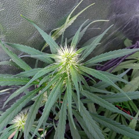 Prensados  growlog timeline photo