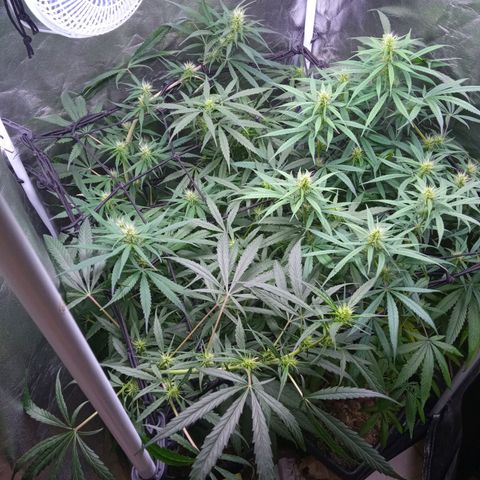 Prensados  growlog timeline photo